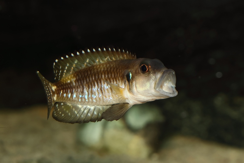 Lamprologus speciosus 'Kizike'